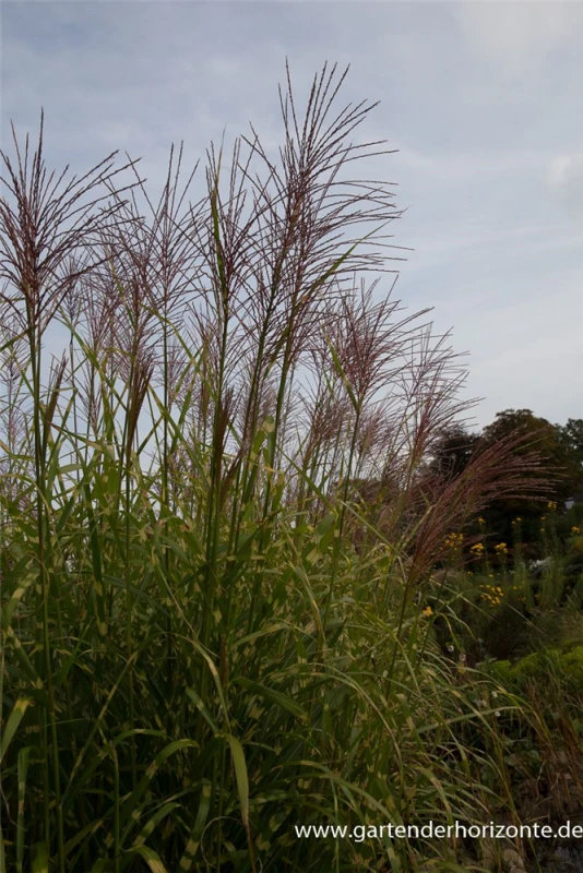 Garten-Chinaschilf „Giraffe“ 4 Garten-Chinaschilf „Giraffe“ – Bild 4