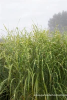 Garten-Chinaschilf „Giraffe“ 10 Garten-Chinaschilf „Giraffe“ – Bild 10