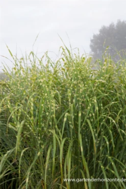 Garten-Chinaschilf „Giraffe“ 14 Garten-Chinaschilf „Giraffe“ -Vier Jahreszeiten P3001688 5 800x800