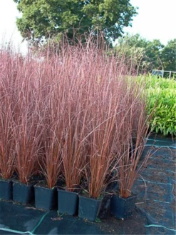 Fuchsrote Neuseeland-Segge