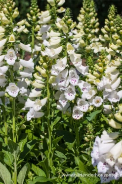 Garten-Fingerhut „Alba“