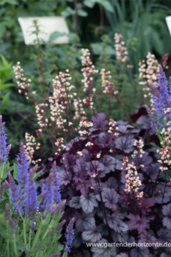 Kleinblütiges Silberglöckchen „Shanghai“