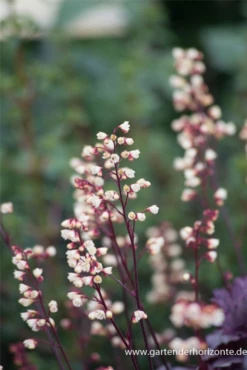 Kleinblütiges Silberglöckchen „Shanghai“ -Vier Jahreszeiten P3002107 3 800x800