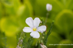 Garten-Lein „Nanum Diamant“