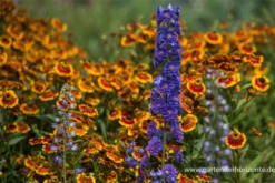 Halbhoher Gefüllter Rittersporn „Sweet Sensation“ -R-