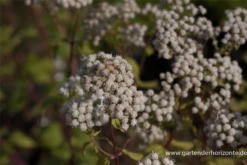 Braunblättriger Garten-Wasserdost „Braunlaub“