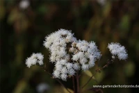 Braunblättriger Garten-Wasserdost „Braunlaub“ 5 Braunblättriger Garten-Wasserdost „Braunlaub“ – Bild 5