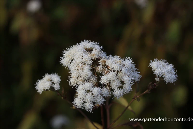 Braunblättriger Garten-Wasserdost „Braunlaub“ 2 Braunblättriger Garten-Wasserdost „Braunlaub“ – Bild 2