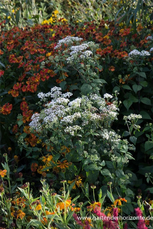 Braunblättriger Garten-Wasserdost „Braunlaub“ 3 Braunblättriger Garten-Wasserdost „Braunlaub“ – Bild 3