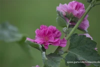 Bastardmalve „Poetry“ 5 Bastardmalve „Poetry“ – Bild 5