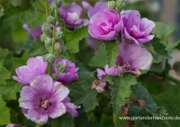 Bastardmalve „Poetry“ 6 Bastardmalve „Poetry“ – Bild 6