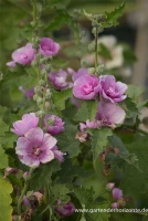 Bastardmalve „Poetry“ 7 Bastardmalve „Poetry“ – Bild 7