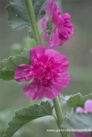 Bastardmalve „Poetry“ 8 Bastardmalve „Poetry“ – Bild 8