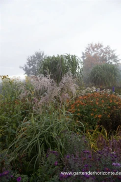 Garten-Chinaschilf „Zwergelefant“