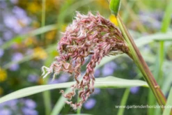 Garten-Chinaschilf „Zwergelefant“ -Vier Jahreszeiten P3003123 4 800x800