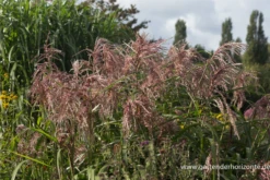 Garten-Chinaschilf „Zwergelefant“ -Vier Jahreszeiten P3003123 5 800x800
