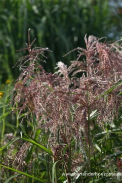 Garten-Chinaschilf „Zwergelefant“ -Vier Jahreszeiten P3003123 6 800x800