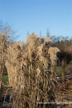 Garten-Chinaschilf „Zwergelefant“ -Vier Jahreszeiten P3003123 7 800x800