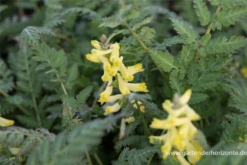 Farnblättriger Lerchensporn „Pinyin“ -R- -Vier Jahreszeiten P3003424 2 800x800