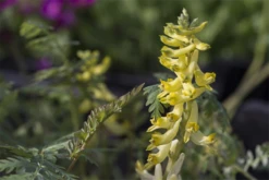 Farnblättriger Lerchensporn „Pinyin“ -R-