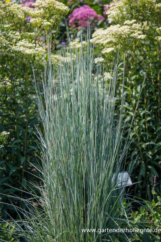 Blaugraues Präriegras „Blue Heaven“® 1 Blaugraues Präriegras „Blue Heaven“®