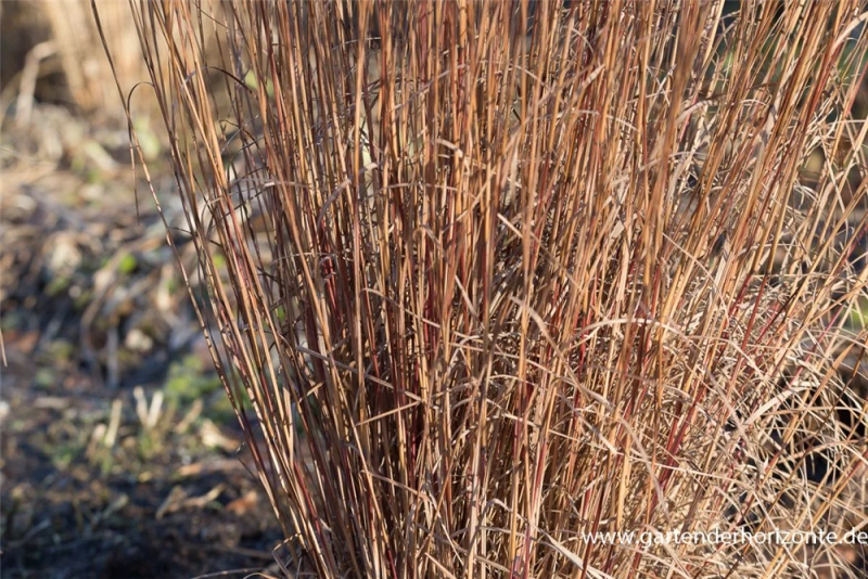 Blaugraues Präriegras „Blue Heaven“® 2 Blaugraues Präriegras „Blue Heaven“® – Bild 2