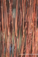 Blaugraues Präriegras „Blue Heaven“® 6 Blaugraues Präriegras „Blue Heaven“® – Bild 6