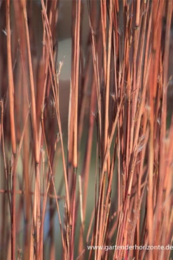 Blaugraues Präriegras „Blue Heaven“® 8 Blaugraues Präriegras „Blue Heaven“® -Vier Jahreszeiten P3003496 3 800x800