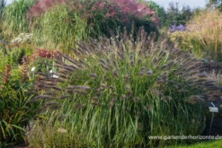 Garten-Federborstengras „Red Head“ -Vier Jahreszeiten P3003818 3 800x800