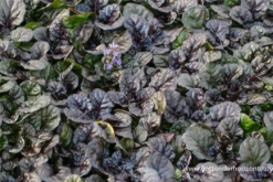 Garten-Günsel „Black Scallop“®