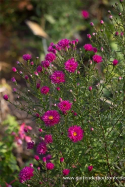 Garten-Glattblatt-Aster „Neron“