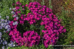 Garten-Glattblatt-Aster „Neron“ -Vier Jahreszeiten P3004297 4 800x800