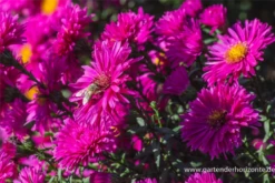 Garten-Glattblatt-Aster „Neron“ -Vier Jahreszeiten P3004297 5 800x800