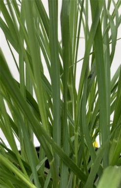 Garten-Federborstengras „National Arboretum“