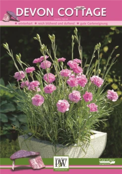 Feder-Nelke -Vier Jahreszeiten Poster DevonCottage2 800x800