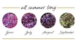 Rispenhortensie „(S)witch®“ -Vier Jahreszeiten Switch Hydrangea mac Bluehstadien Fayette 800x800