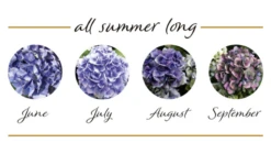 Rispenhortensie „(S)witch®“ -Vier Jahreszeiten Switch Hydrangea mac Bluehstadien Kassiopeia 800x800