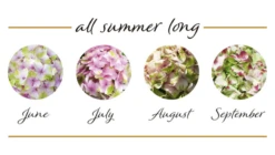 Rispenhortensie „(S)witch®“ -Vier Jahreszeiten Switch Hydrangea mac Bluehstadien Pandorra 800x800