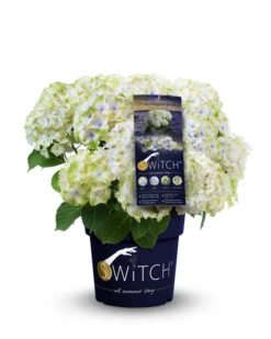 Rispenhortensie „(S)witch®“ -Vier Jahreszeiten Switch Macrophylla Pandorra whiteblue Packshot 800x800