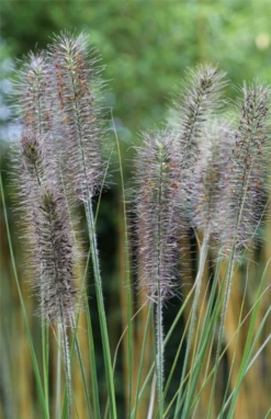 Garten-Federborstengras „Moudry“